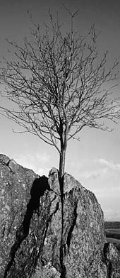Tree growing through stone